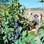 Toscana Il Capiteto