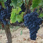 Willa Toscana Il Capiteto Panzano in Chianti