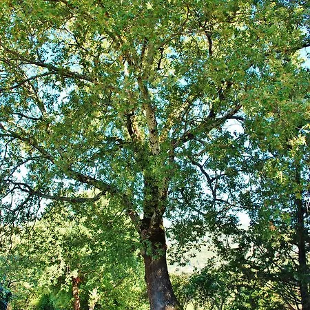 Villa Toscana Il Capiteto