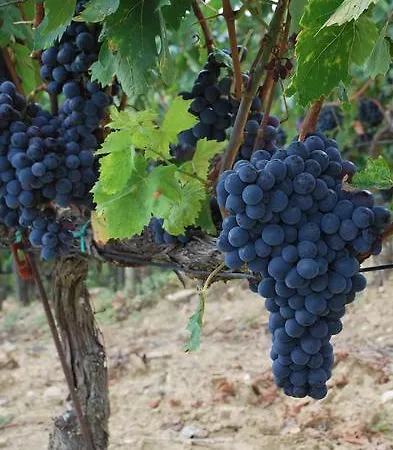 Villa Toscana Il Capiteto Panzano in Chianti