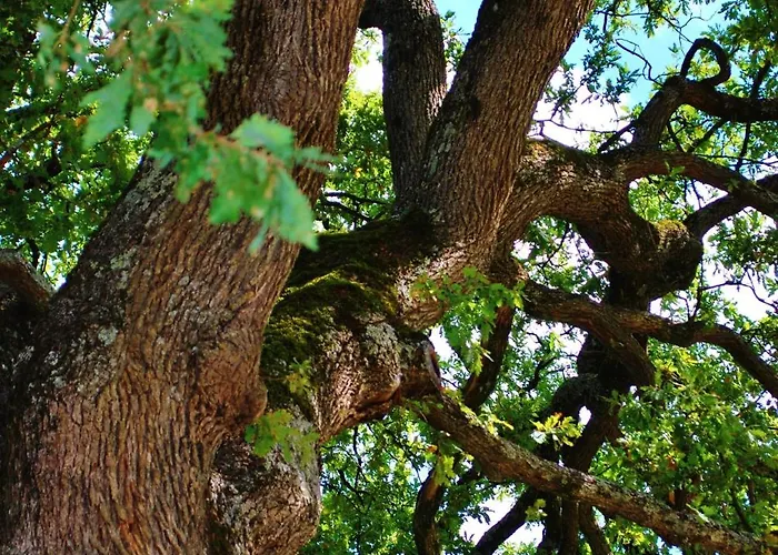 Villa Toscana Il Capiteto