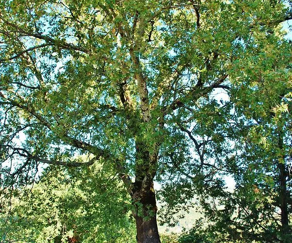 Villa Toscana Il Capiteto