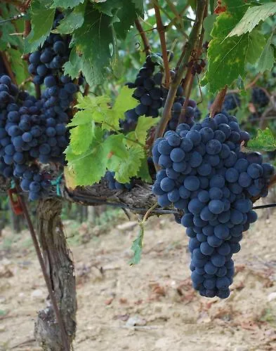 Villa Toscana Il Capiteto Panzano in Chianti